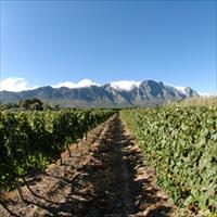 Stellenbosch