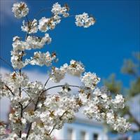 Blossom in the Square